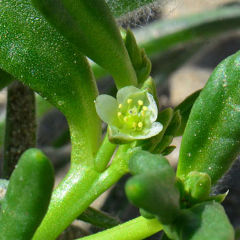 Cistanthe ambigua, Desert Pussypaws